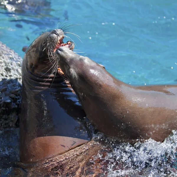 Deniz Aslanları — Stok fotoğraf