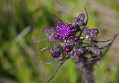 Marsh thistle clipart