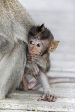 Macaque monkey clipart