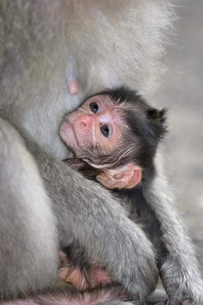 Maimuță macac — Fotografie, imagine de stoc