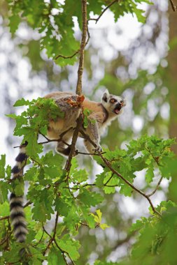 Lemur