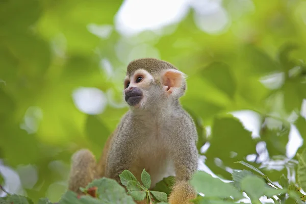 Macaco-esquilo comum — Fotografia de Stock