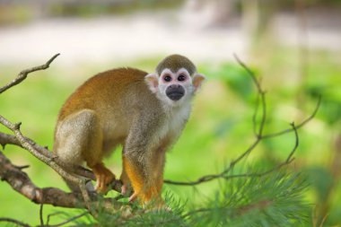 Common squirrel monkey clipart