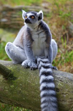 Lemur