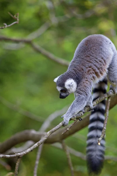 Lemur — Stock fotografie