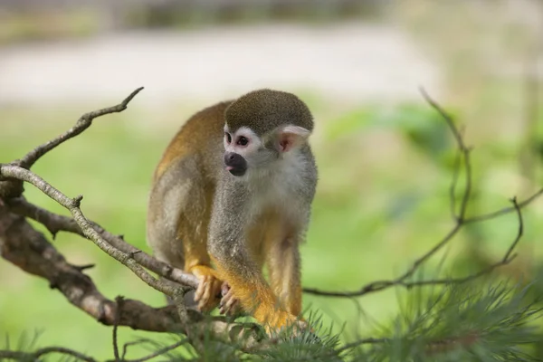 Mono ardilla común — Foto de Stock