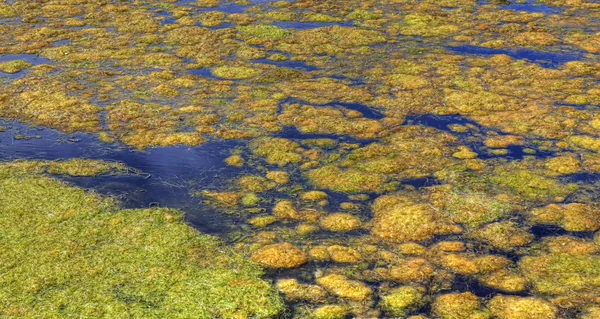 Algaes — 스톡 사진