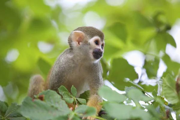 常见松鼠猴子 — 图库照片
