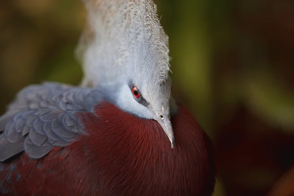 남부 즉 위 비둘기 — 스톡 사진