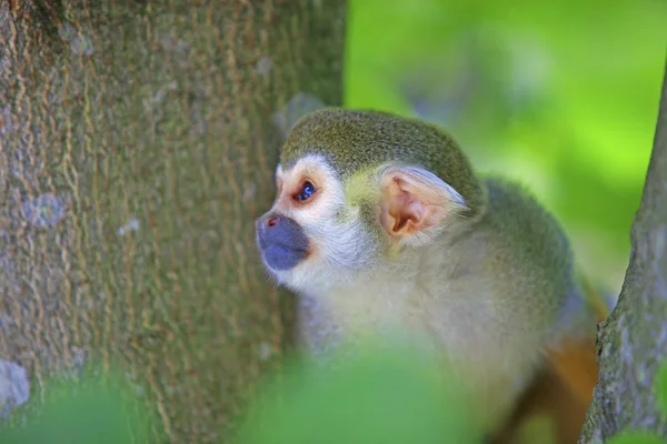 Obyčejná veverka opice — Stock fotografie