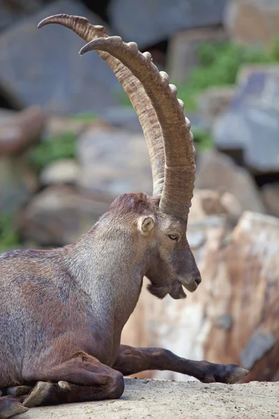 Alpský Ibex — Stock fotografie