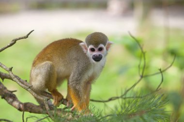 Common squirrel monkey clipart