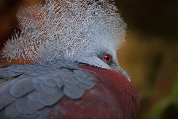 Southern Crowned Pigeon — Stock Photo, Image