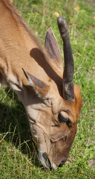 Antilopa losí — Stock fotografie