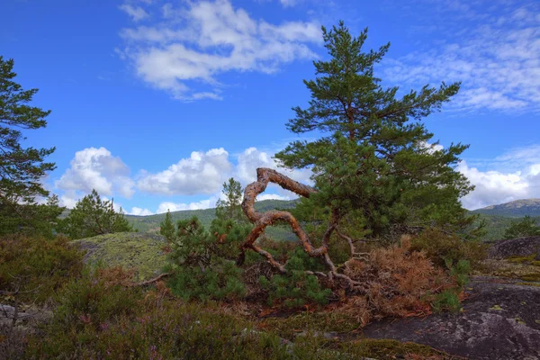 노르웨이 숲 — 스톡 사진