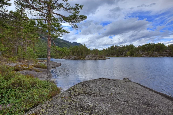 Норвежский лес — стоковое фото