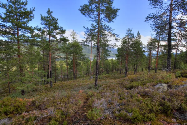 挪威森林 — 图库照片