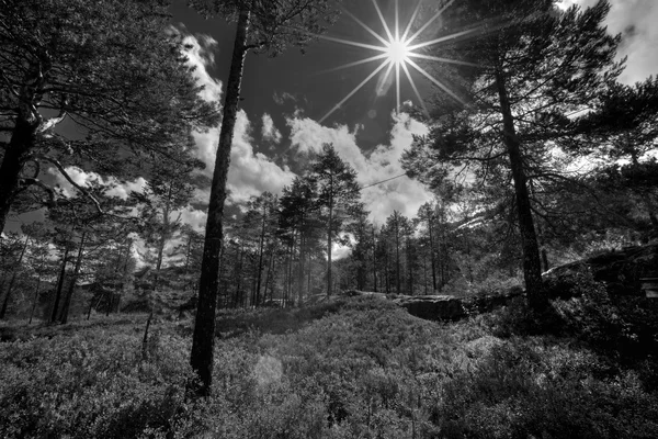 Norveçli orman — Stok fotoğraf