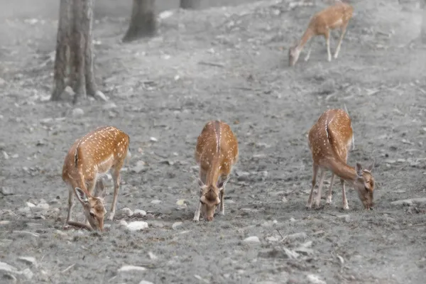 Karaca geyikler — Stok fotoğraf