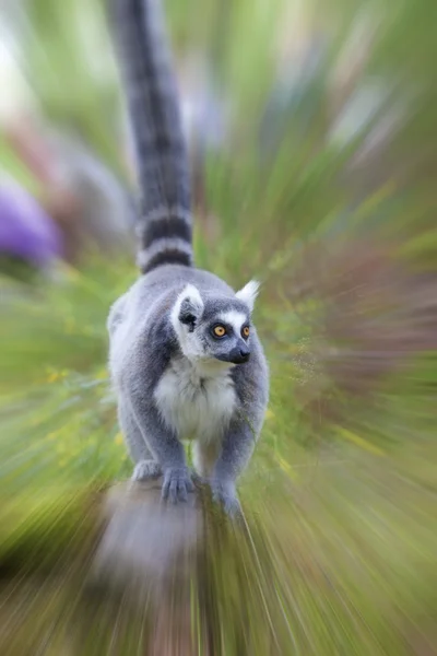 Lemur — Stock Photo, Image