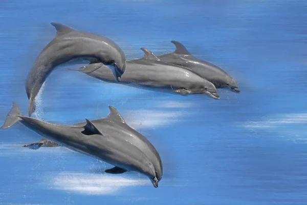 Delfini — Foto Stock