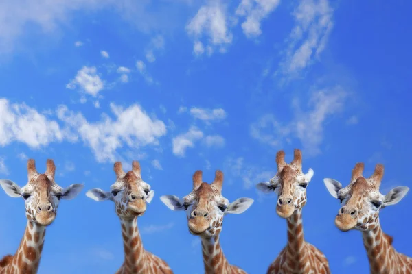 Giraffen lizenzfreie Stockfotos