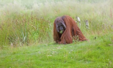 Orangutan clipart