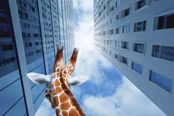 Żyrafa w mieście — Zdjęcie stockowe