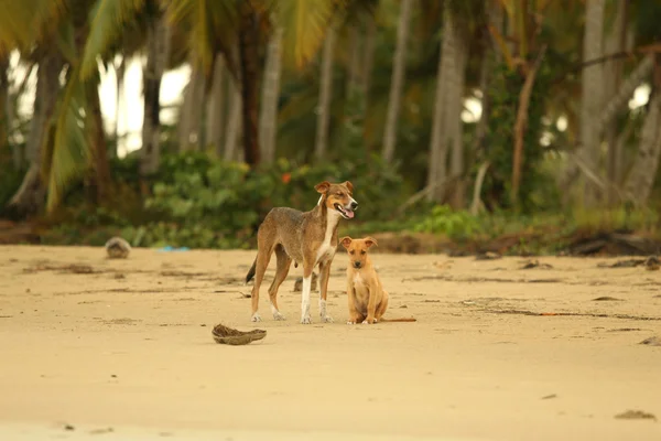 stock image Dogs on the beach