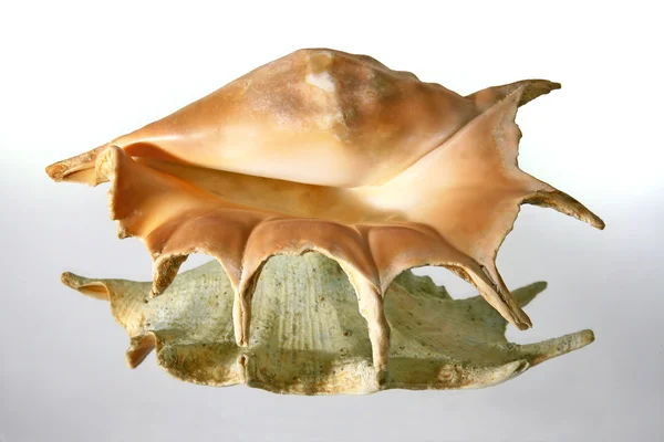 Trópusi tengeri kagyló — Stock Fotó