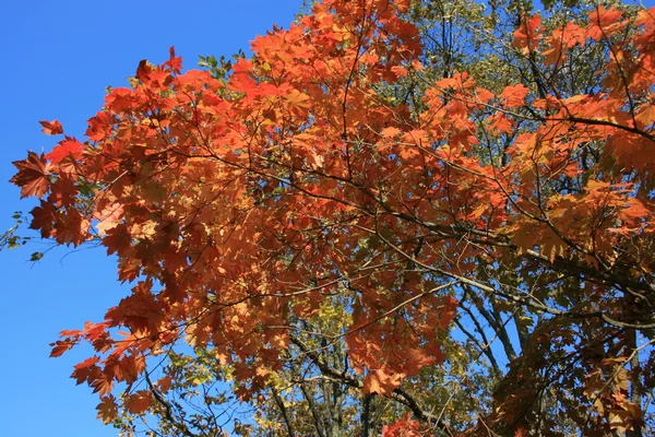 Herbst in Rot — Stockfoto