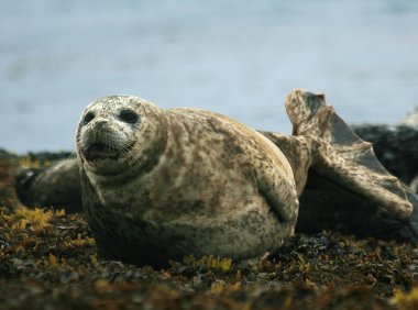 Attentive Seal clipart