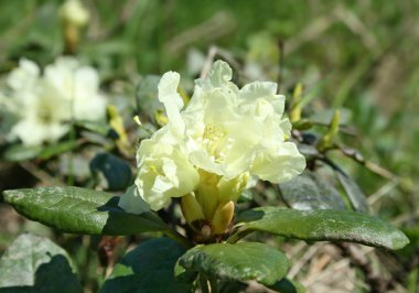 Rhododendron aureum clipart