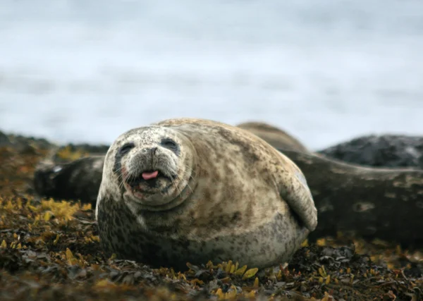 Тюлени дразнят — стоковое фото