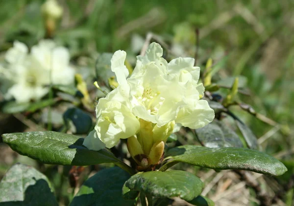 stock image Rhododendron aureum