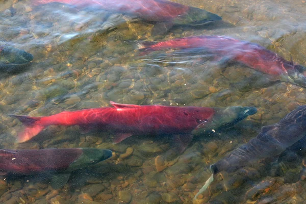Casal de salmão vermelho — Fotografia de Stock