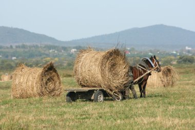 Haymaking clipart