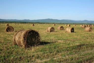 Haymaking