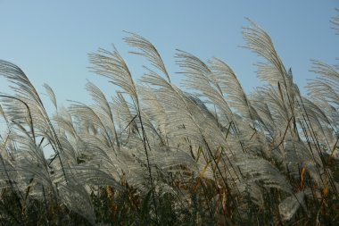 hep bir ağızdan