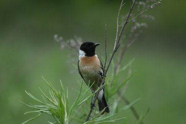 Whinchat, Saxicola rubetra