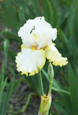 Beyaz Sarı şerit iris ile
