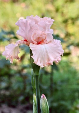 pembe iris