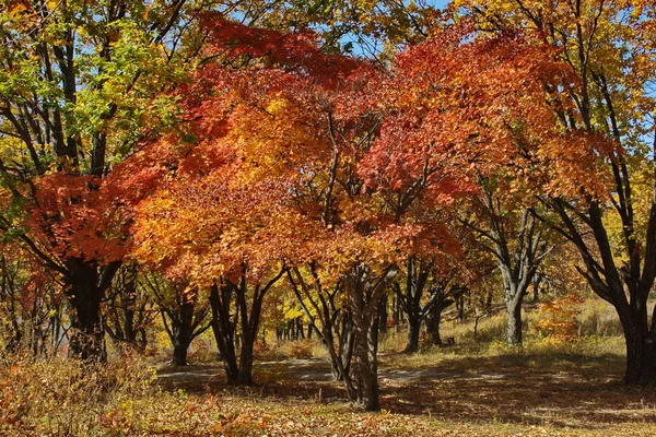 秋天的明亮的颜色 — 图库照片