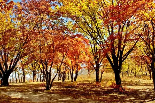 Яскраві кольори осені — стокове фото
