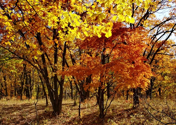 Złotej jesieni — Zdjęcie stockowe