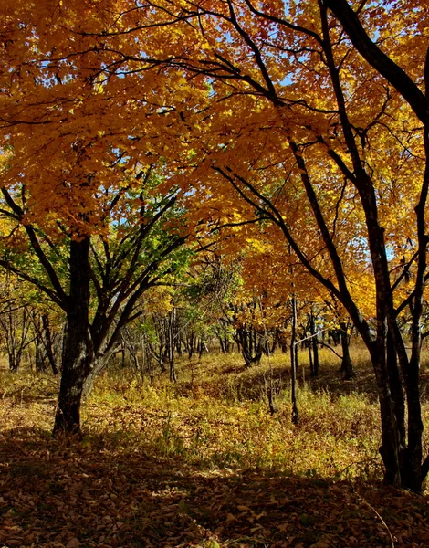 Яркие цвета осени — стоковое фото