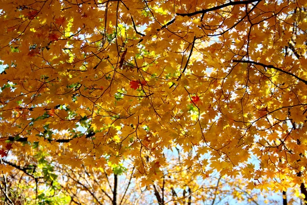 Gouden herfst — Stockfoto