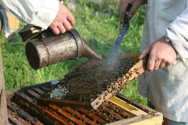 Méhészet — Stock Fotó
