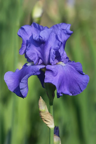 stock image Blue iris