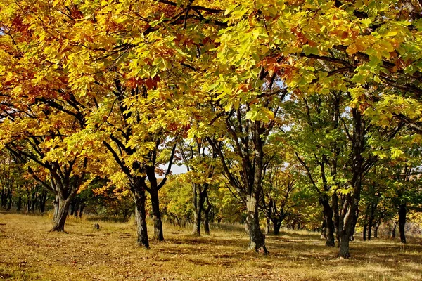 Gold of autumn — Stok fotoğraf